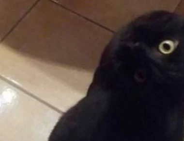 Αυτή η φωτογραφία προκαλεί οπτική ψευδαίσθηση- Και όμως δεν είναι κοράκι (φωτο)